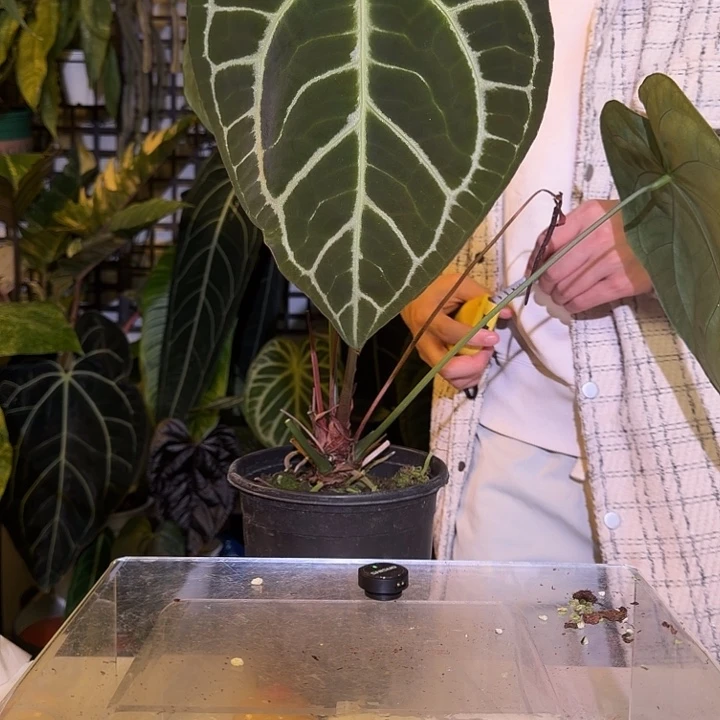 完全开放L150 黑撕裂