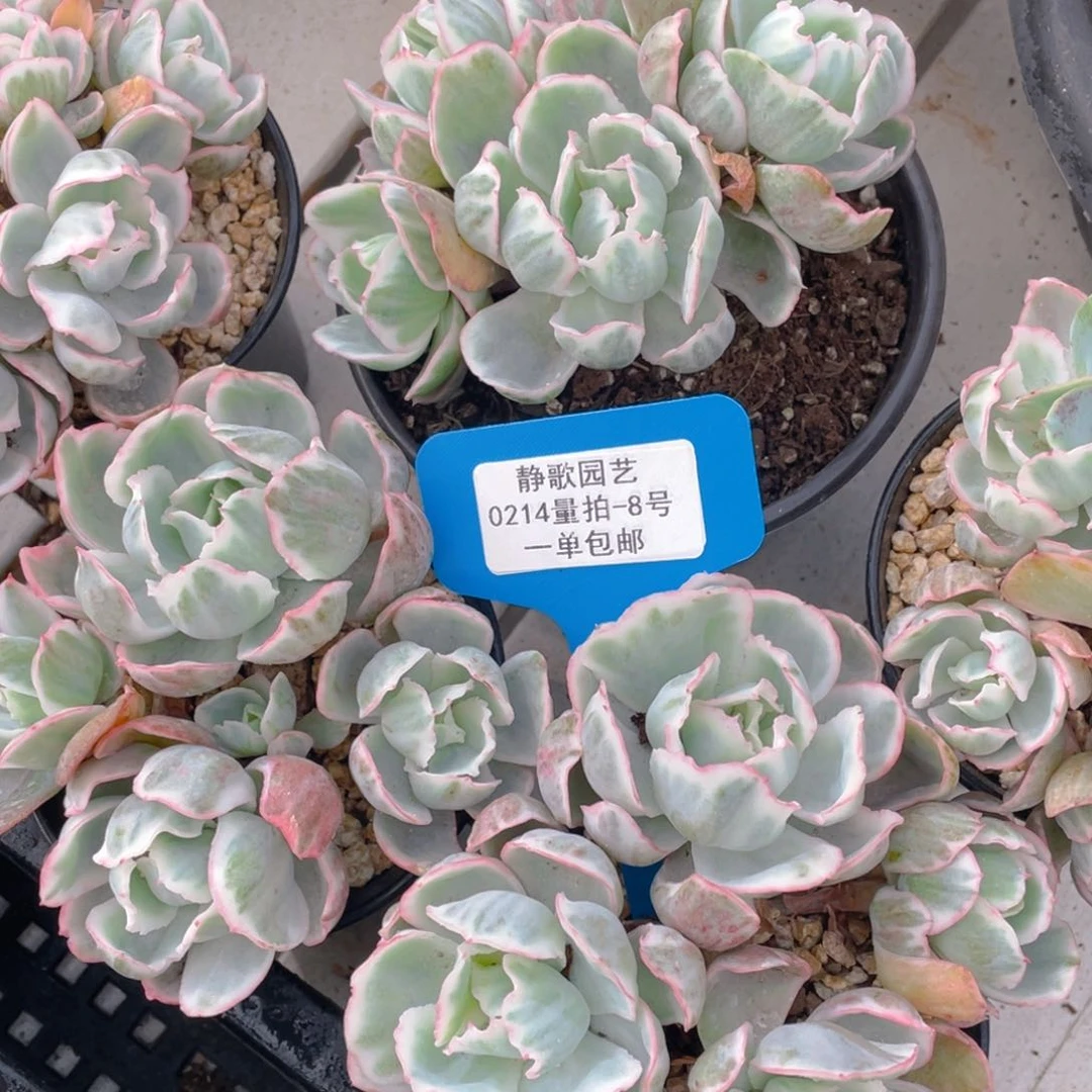 0214-8-老桩大群伯克利锦多头去一颗