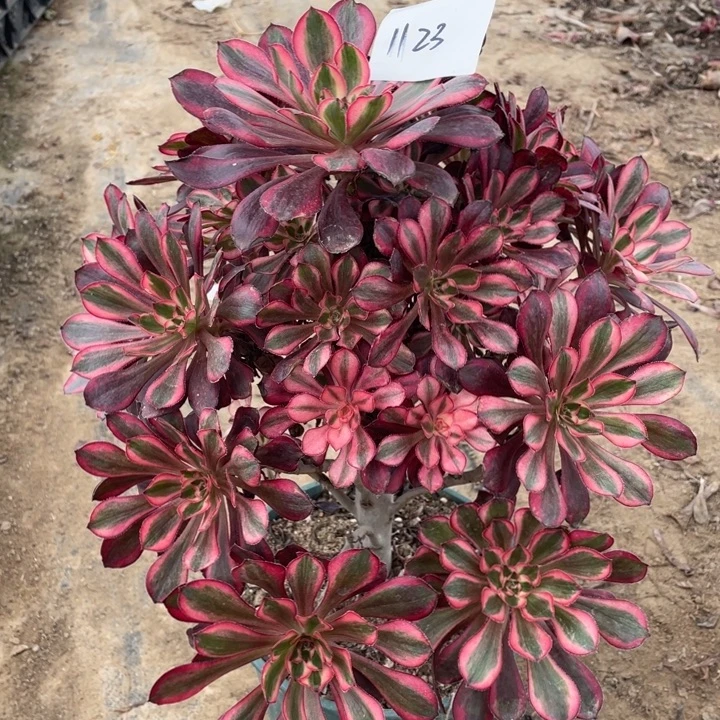 法师植物圆叶超白1123