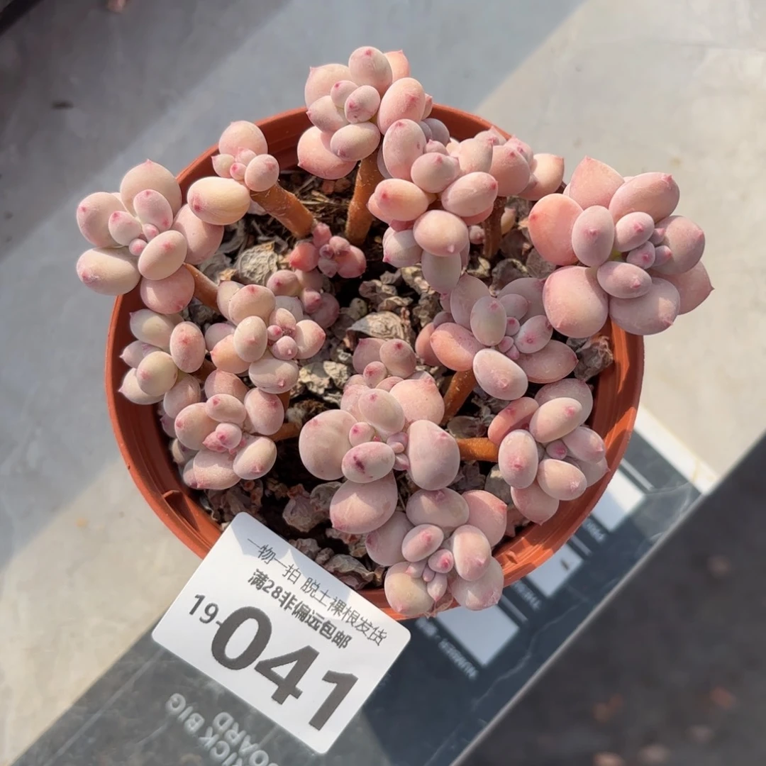 苹果奶不包整老桩