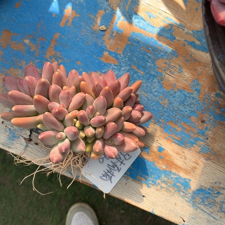 黛萌得多肉发货好看
