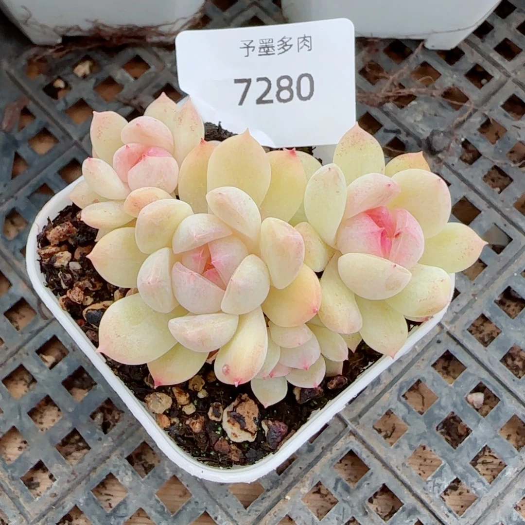 璇玑珍妮群，7280多肉植物