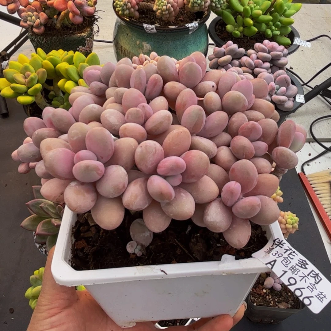 1966糖果桃蛋13cm多肉