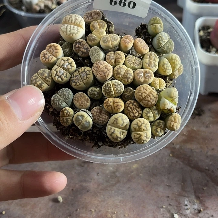 无花朵660、佐罗、、、