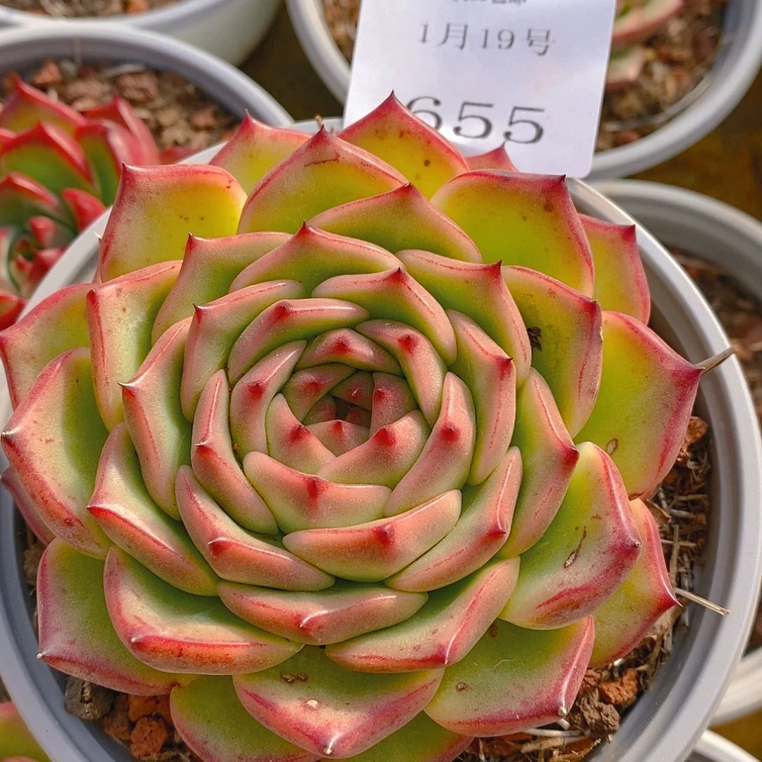 【闪购商品】云655