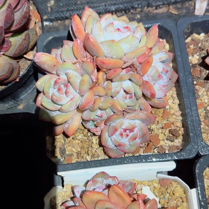 精品多肉植物老桩