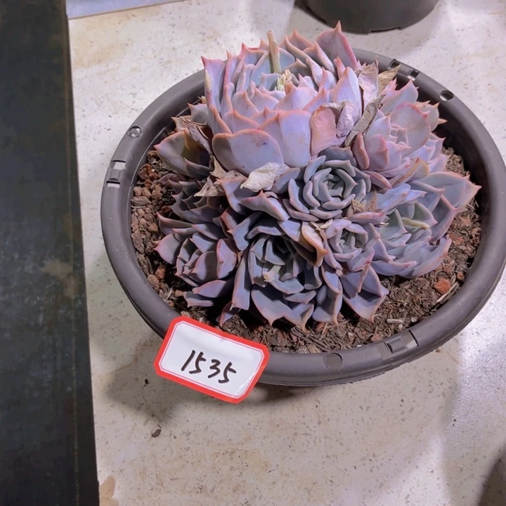 6**31525露西娜多肉