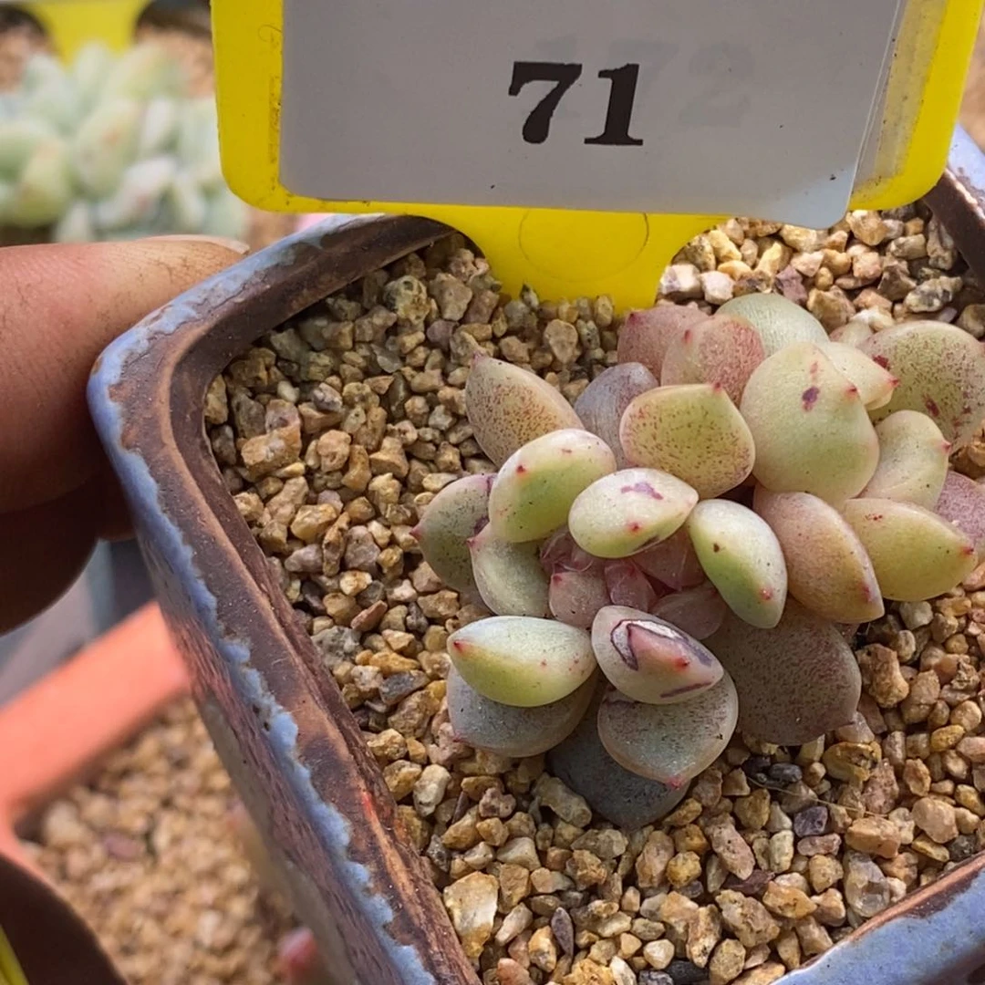 871红恋缀多肉植物