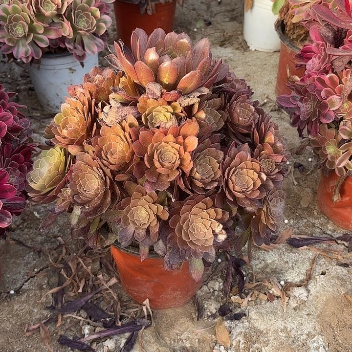 多肉植物万灰阴阳26