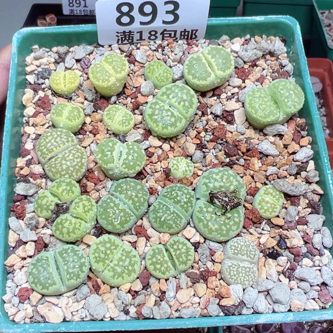 【闪购商品】 893。