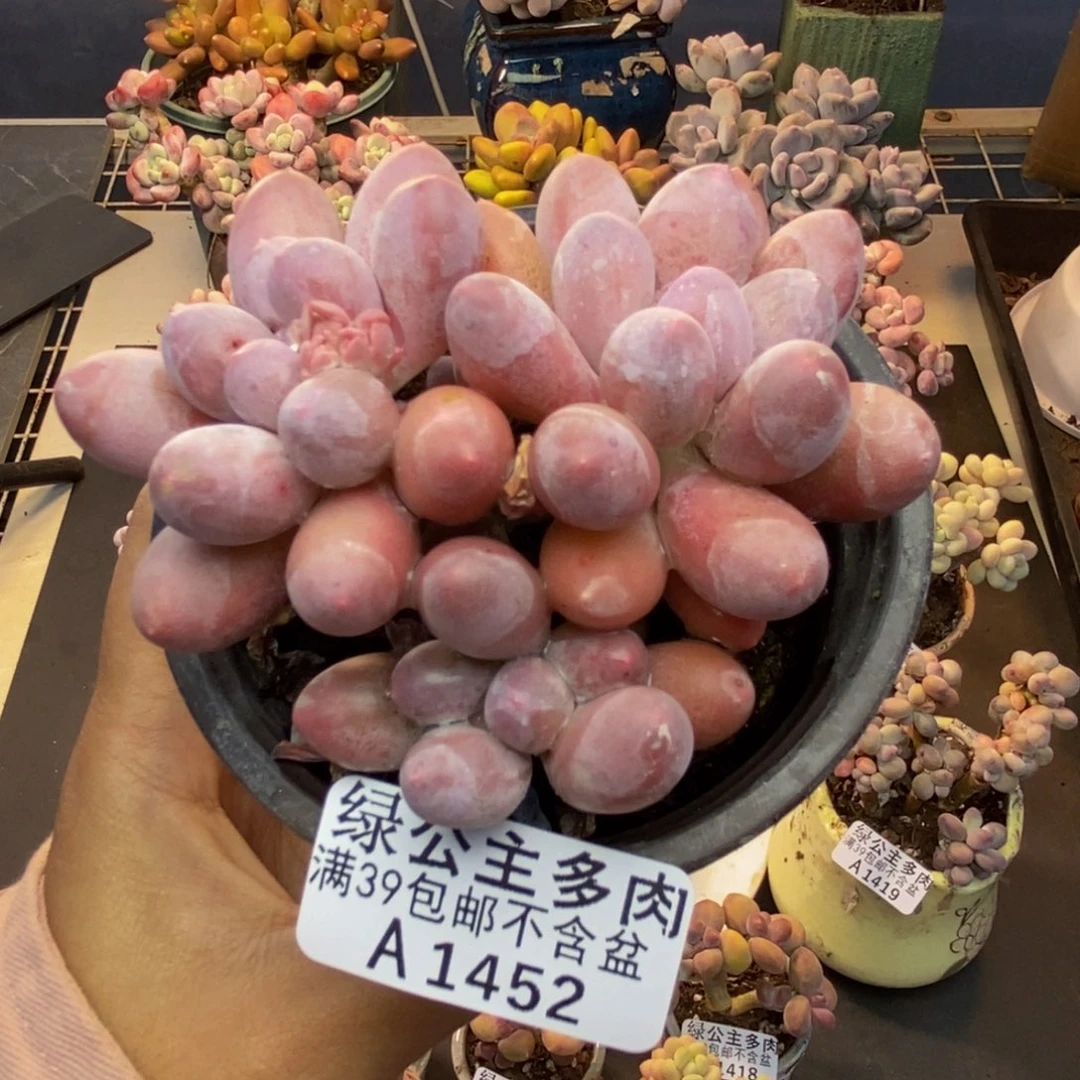 452丸叶汤圆多肉7c m
