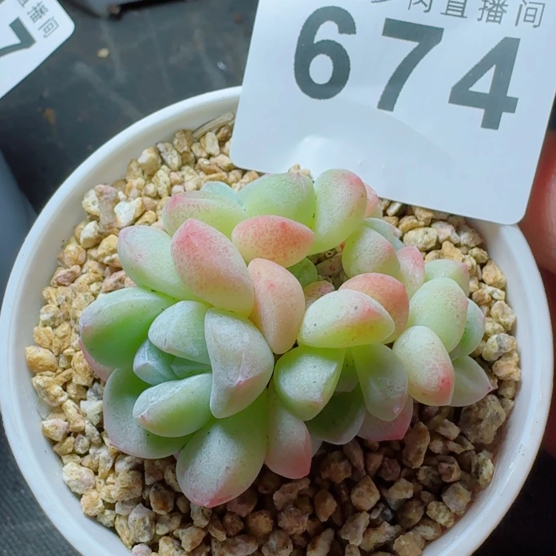 小脸冰玉群生            精美多肉植物