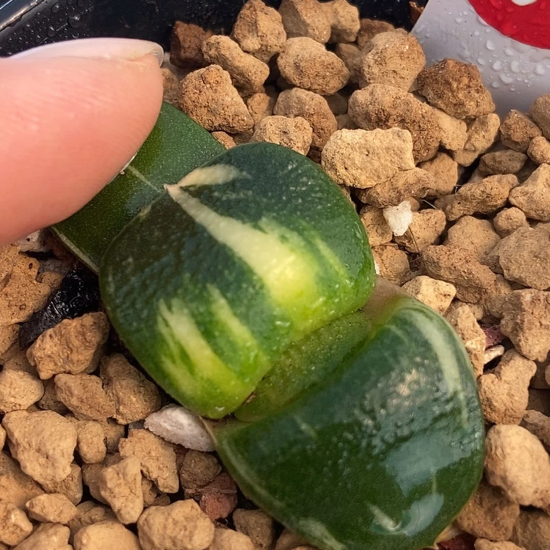 86大宽叶特军配超级蝴蝶带盆发货