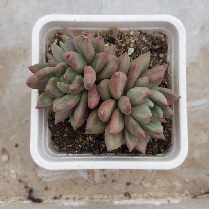 米其林 3头 一物一拍