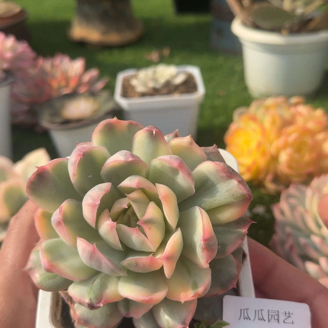 2349草莓蛋糕锦多肉植物的