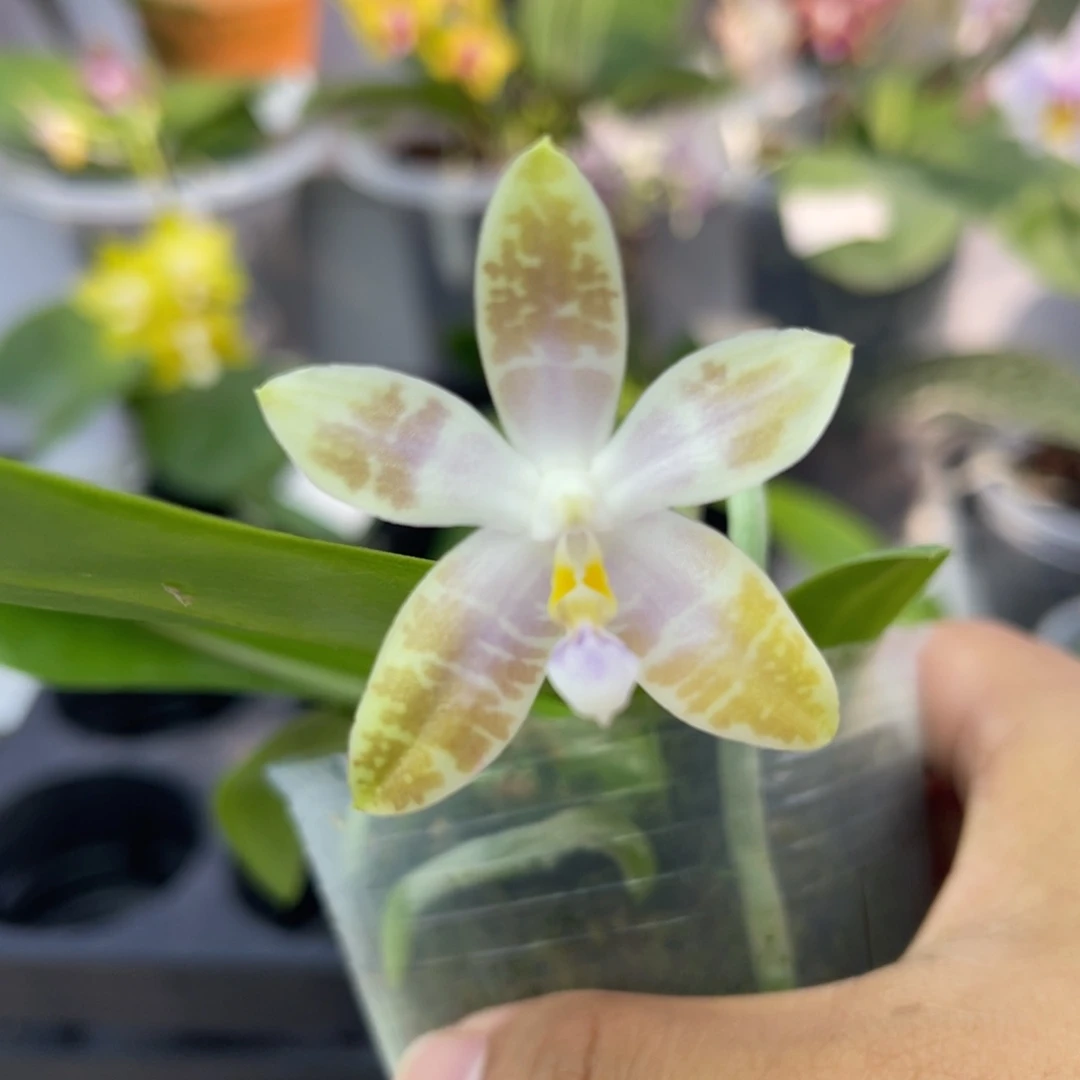 完全开放907 2.8寸新出根 蓝麻雀 一物一拍