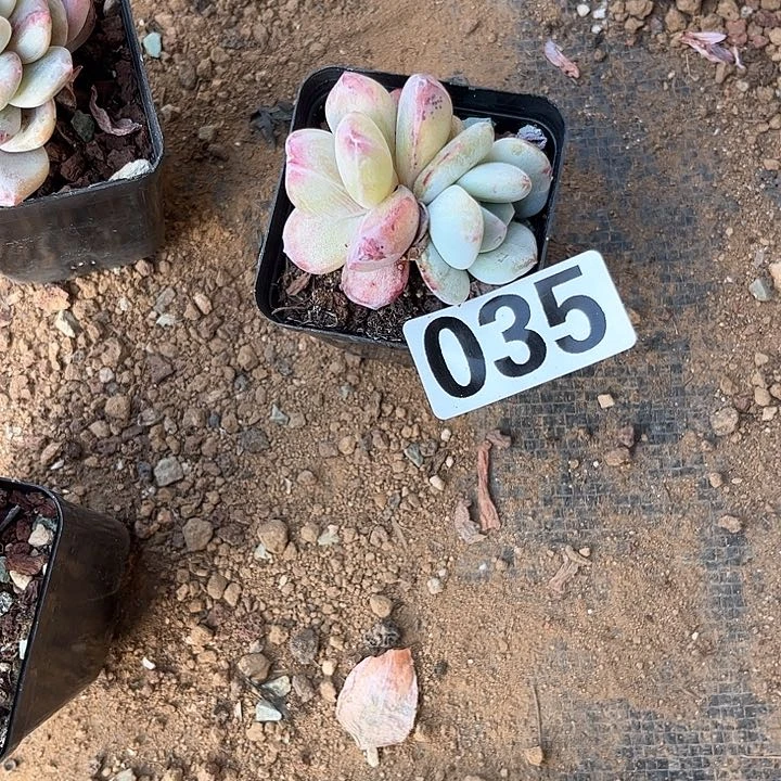 ❤️****多肉植物一物一拍