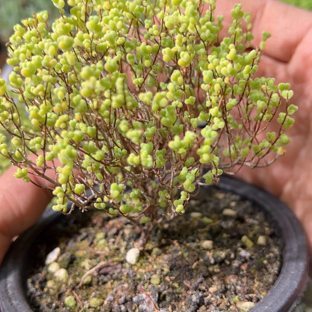 黄金莱斯锦120盆老桩