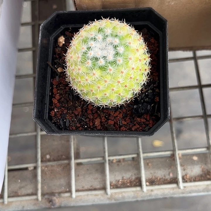 我也不知道我为什么要