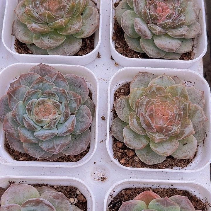 暗纹冰魄19包邮多头植物