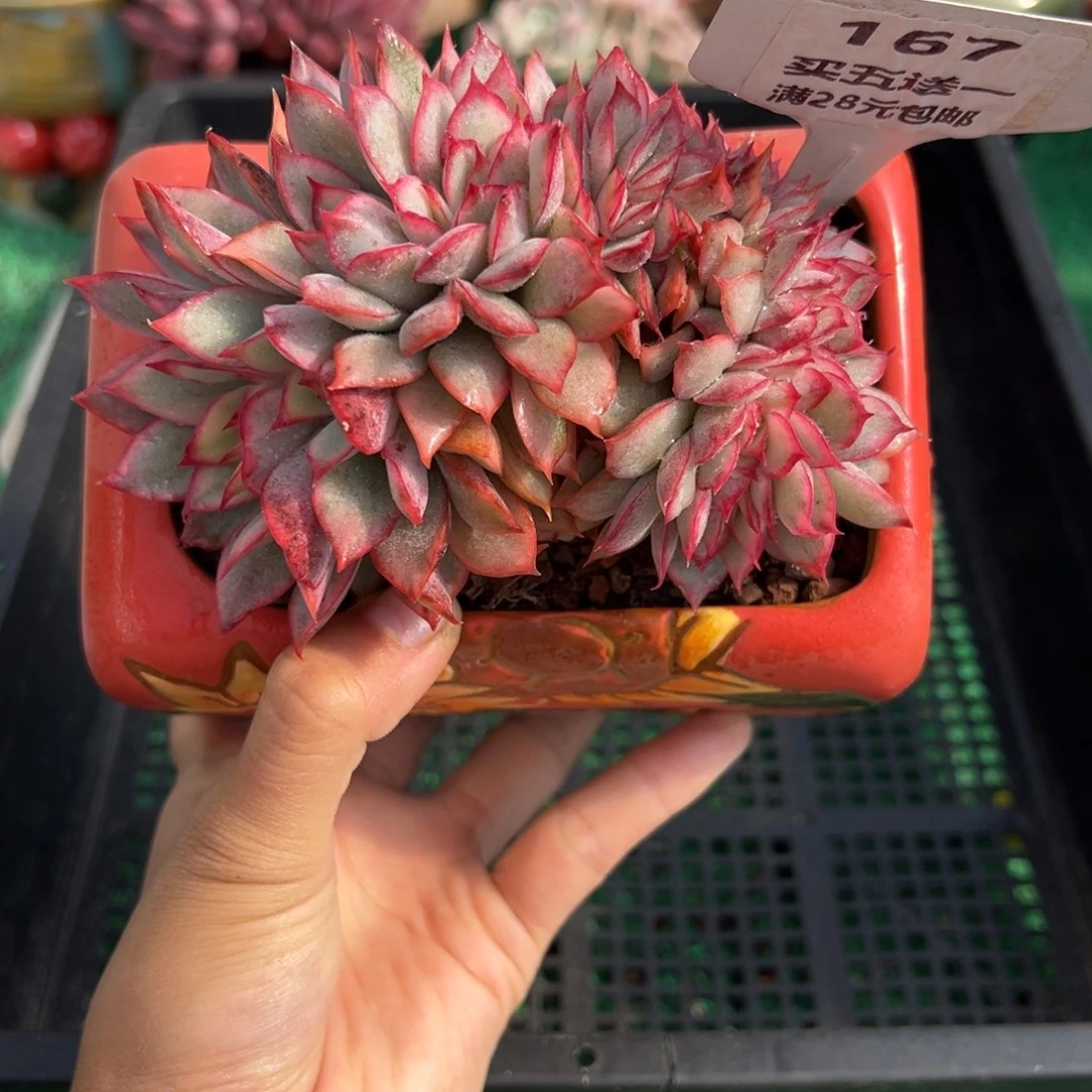 表妹精品多肉植物167.