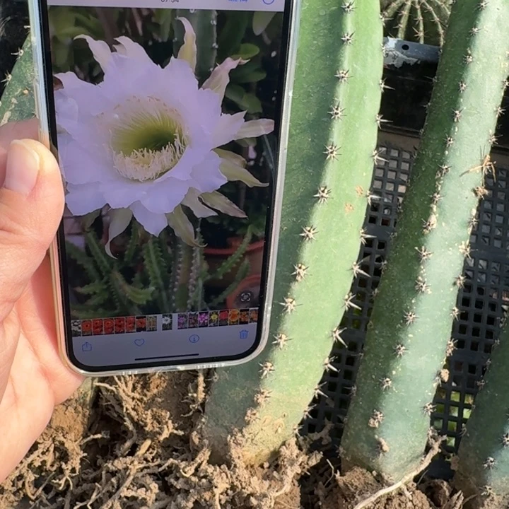 黑刺带根25公分左右班弯