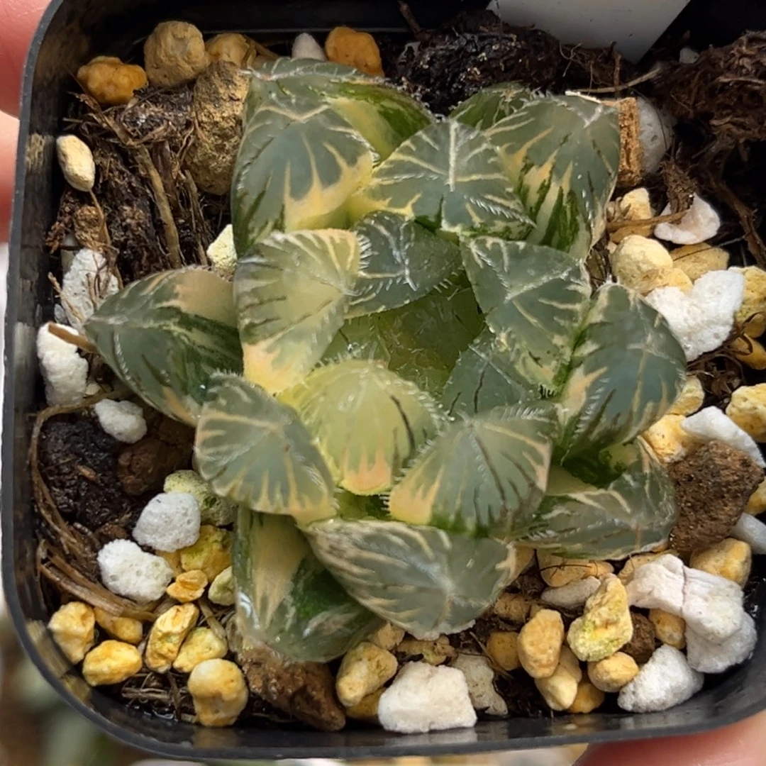 39特大蓝镜玉露锦福利专场