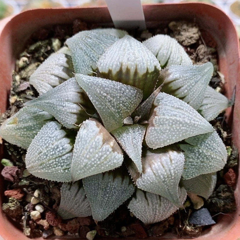 【闪购商品】57铝之星