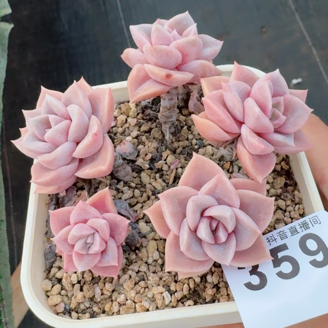 哈莉沃森老桩         多肉植物