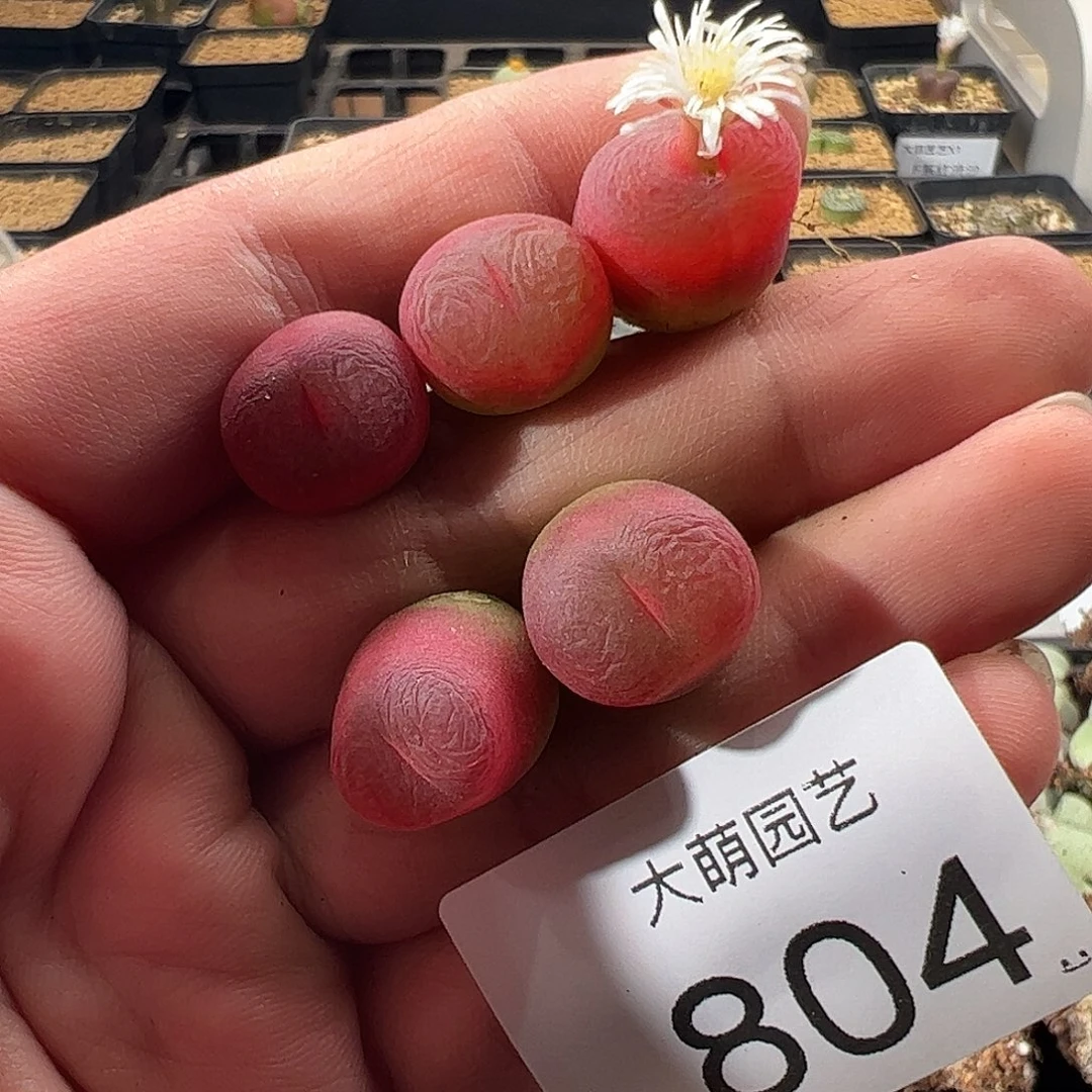 一物一拍。    804