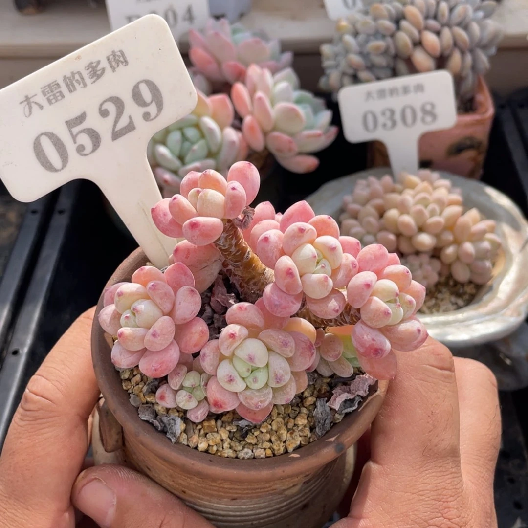 0529罗琦不带盆8厘米啦啦