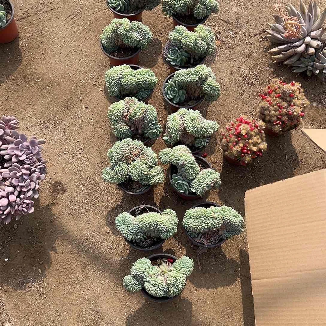 『****』多肉植物多肉植物