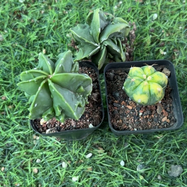 核桃8089三个开播福利皮实