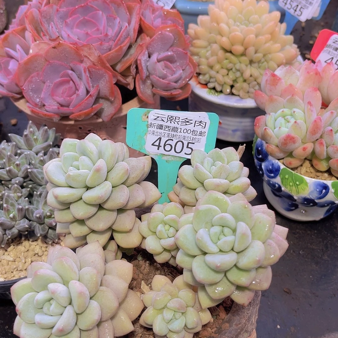 4605泡泡糖多肉植物