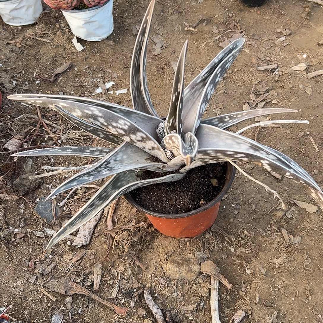 多肉植物芦荟单头