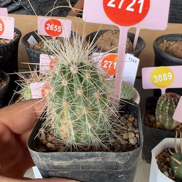 实生白狂刺虾有干疤2721