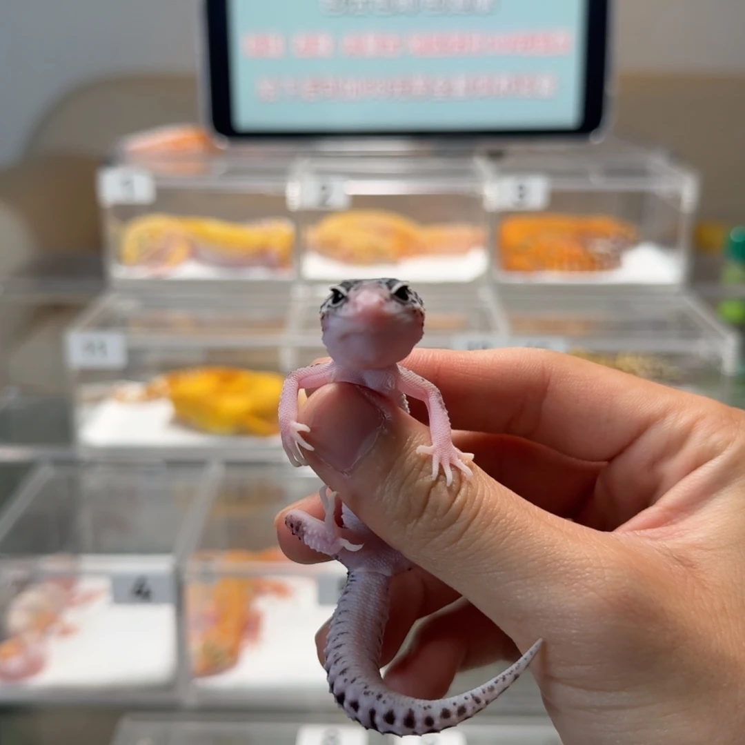 豹纹守宫雪花日蚀妹妹