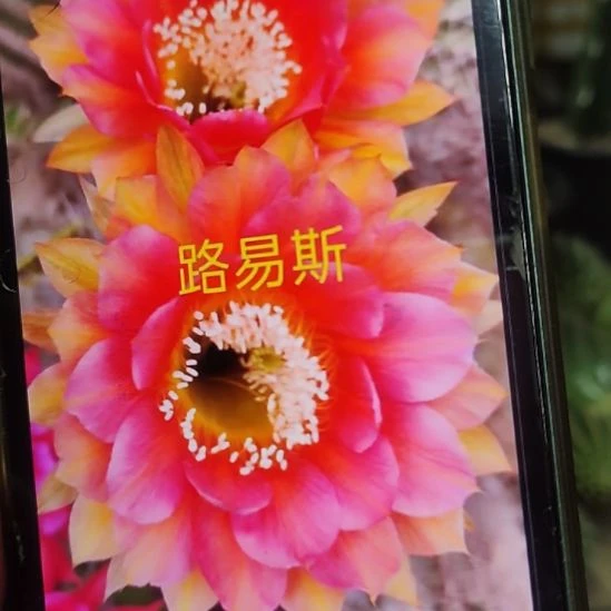 仙人球彩草路易斯皇后侧芽5公分以上