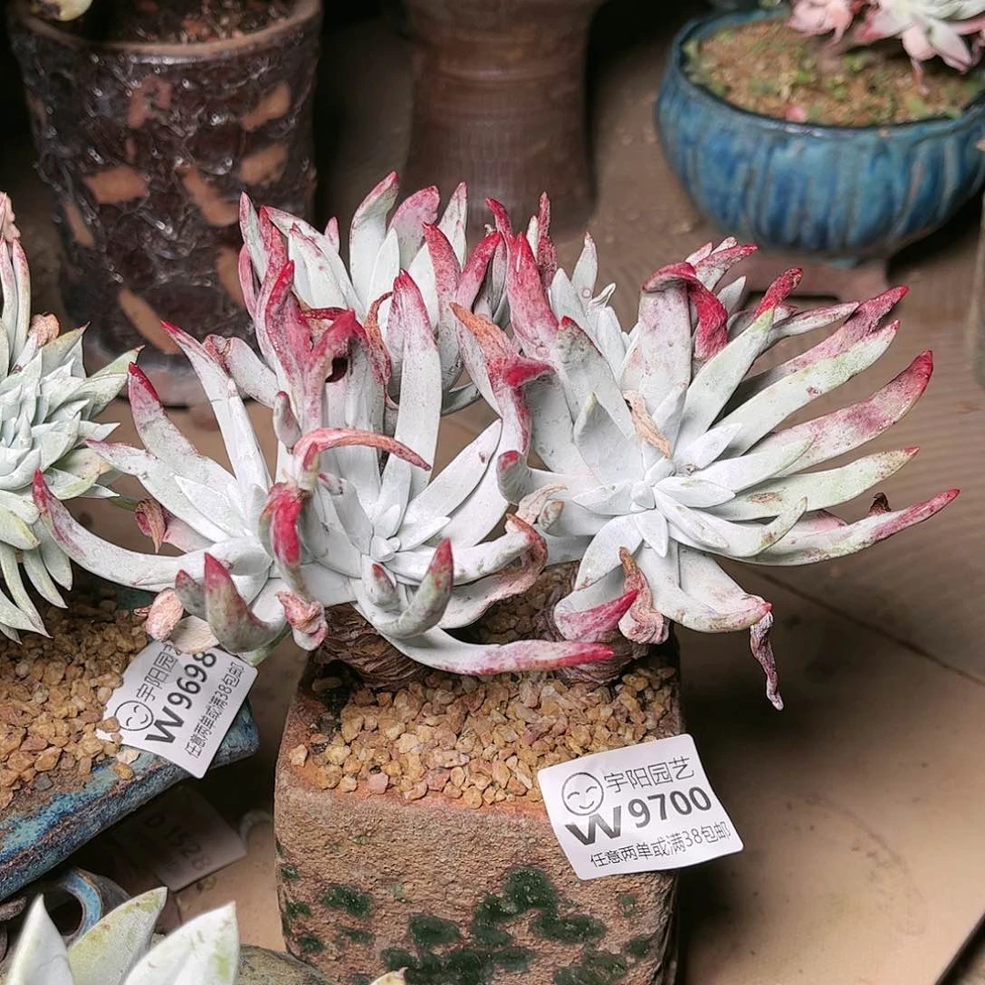 9700除霜苹果叶多肉