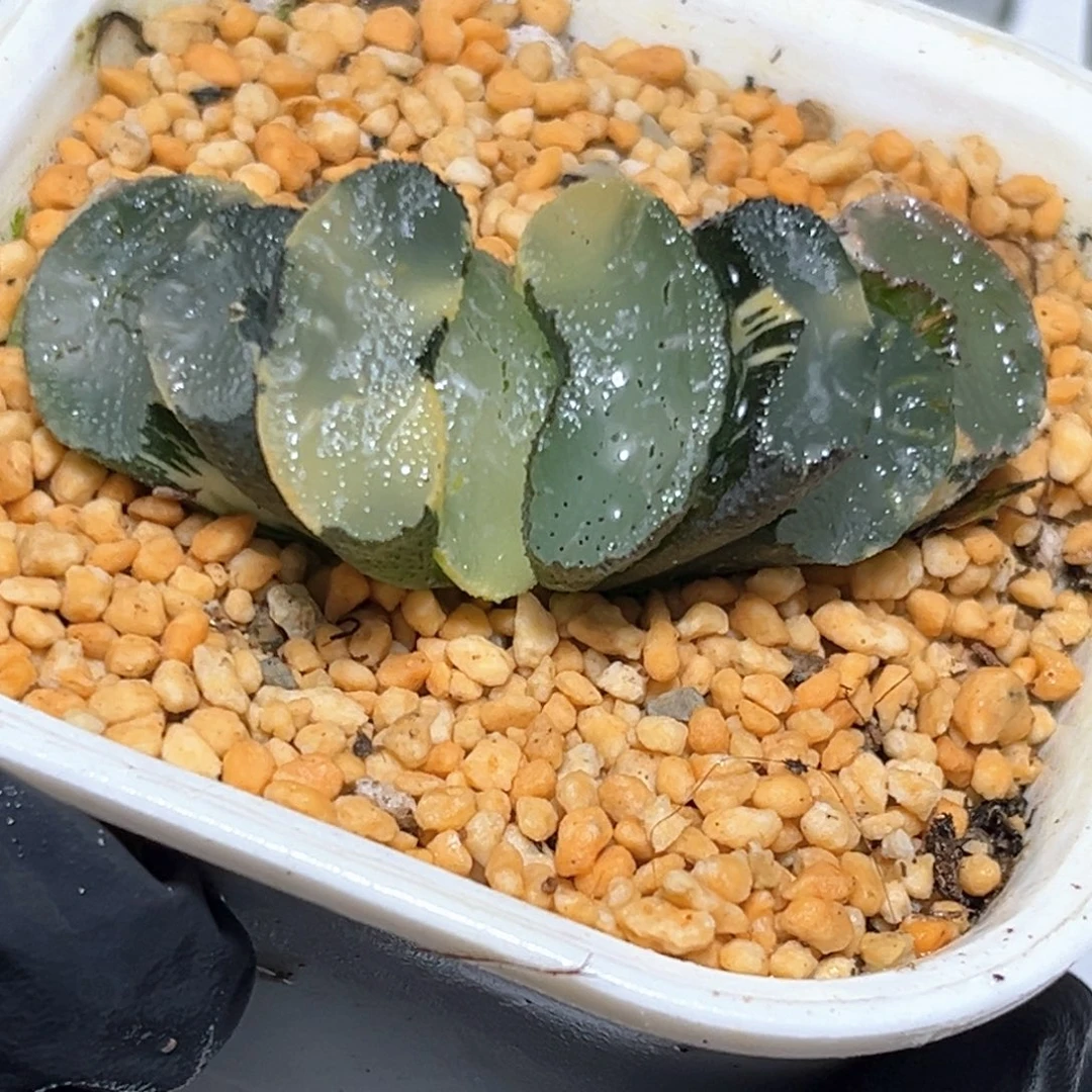 恭喜发财大吉大利1010
