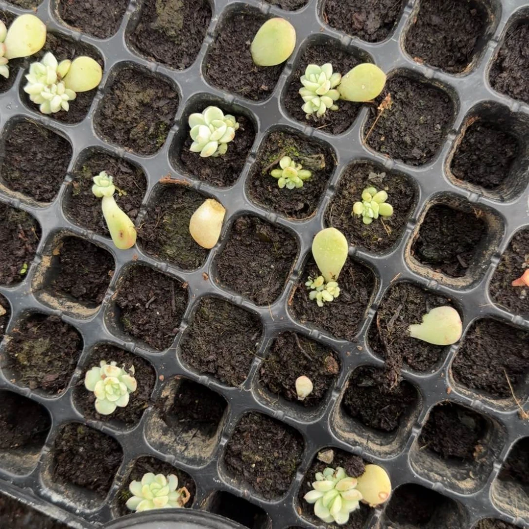 P157 穴2个满25包邮