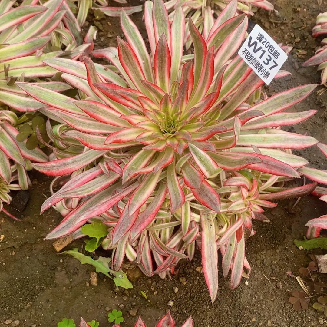 137朱雀多肉法师锦多肉