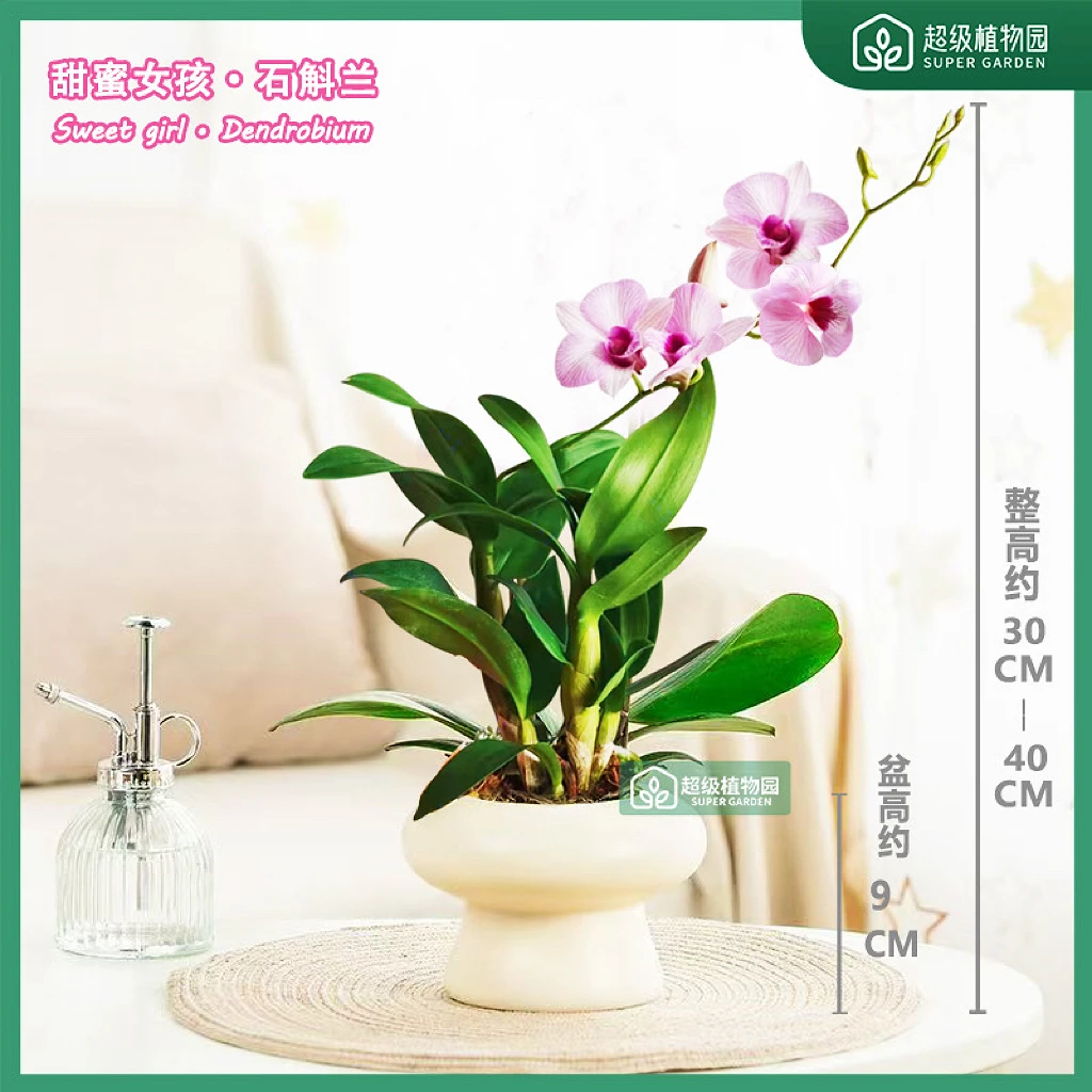 【带花带花苞发货】甜蜜女孩石斛兰蝴蝶兰室内客厅浓香好养四季开花