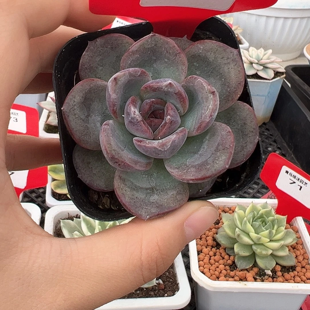 79号焦糖玫瑰多肉植物