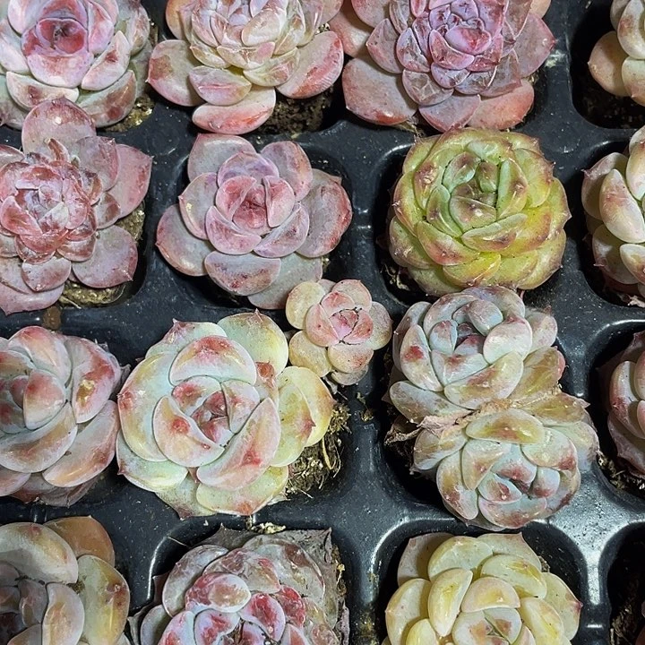 3颗小冰魄3颗一组