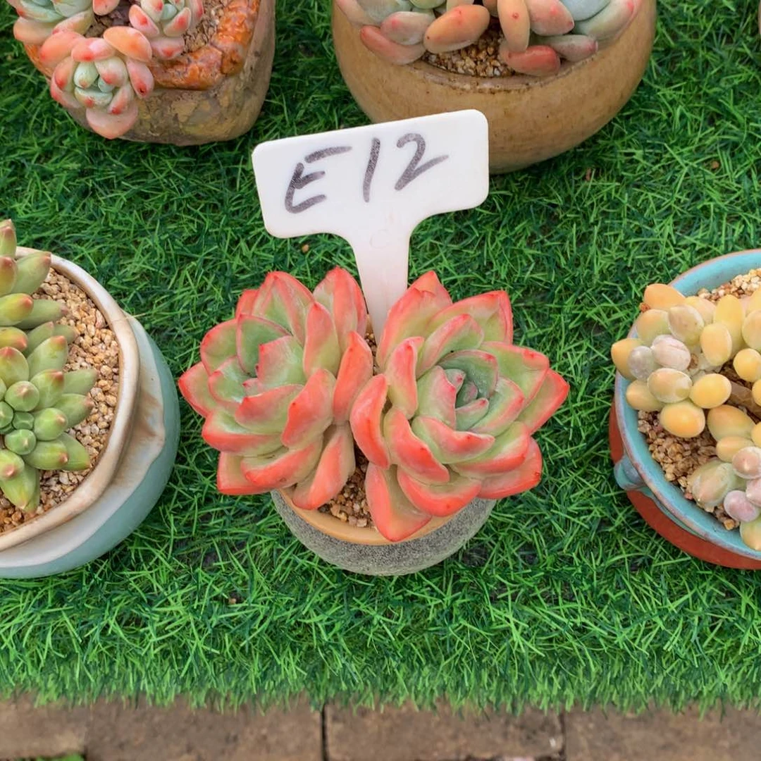 帅***猪泡芙多肉植物62727