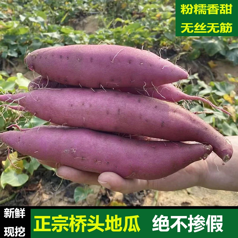 正宗海南澄迈桥头镇富硒地瓜新鲜现挖沙地板栗口感红薯蔬菜5斤9斤