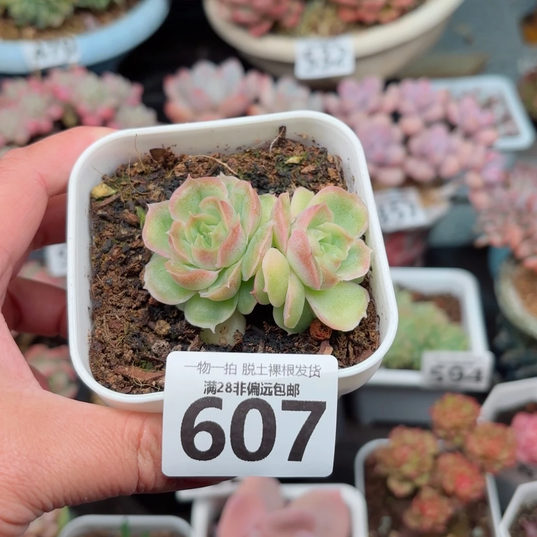 虾饺双头无盆土发货