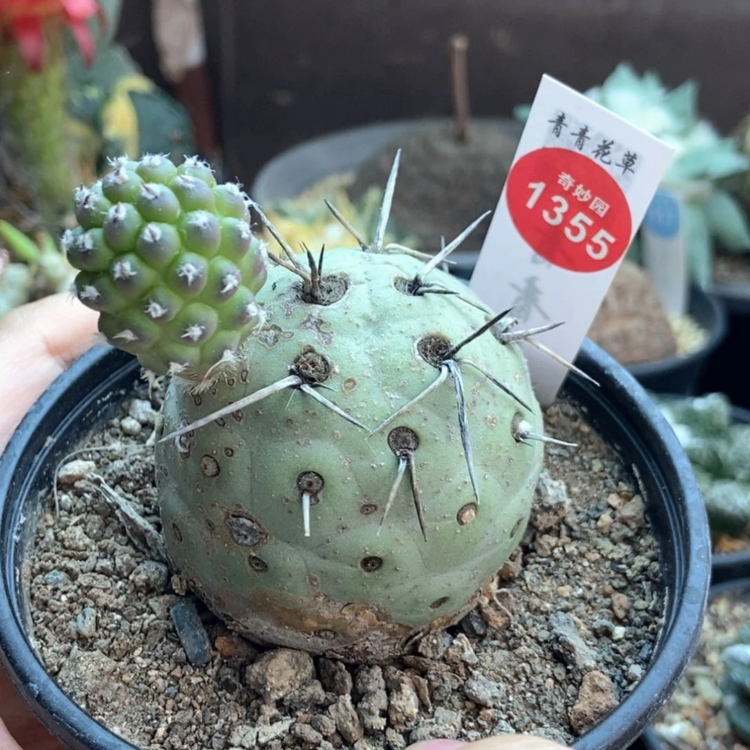 自根带崽洞洞习志野5.3cm