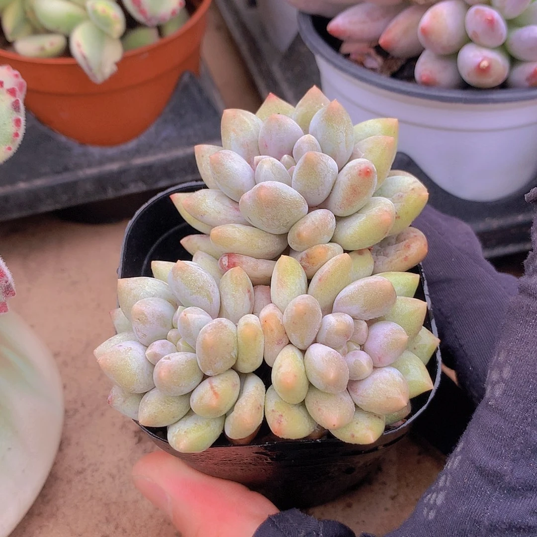 三头半夏一物一拍34567899900